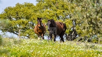 equestrian estate 2 licensed - 1