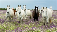huge agricultural equestrian estate - 1