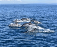 successful dolphin watching tour - 3