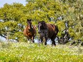 equestrian estate 2 licensed